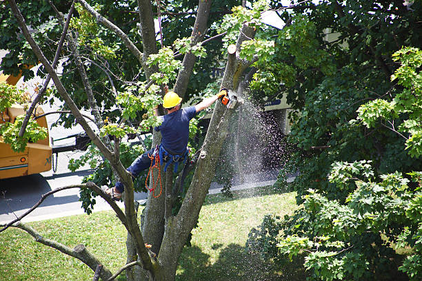 Reliable Rocky Ford, CO Tree Care Solutions
