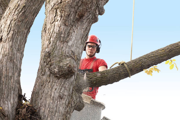 How Our Tree Care Process Works  in  Rocky Ford, CO